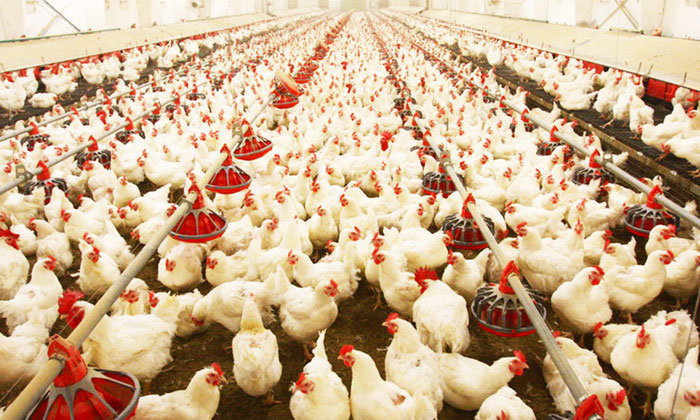 DOBOJ I PETROVO: Zbog ptičijeg gripa obavezno javljanje veterinaru