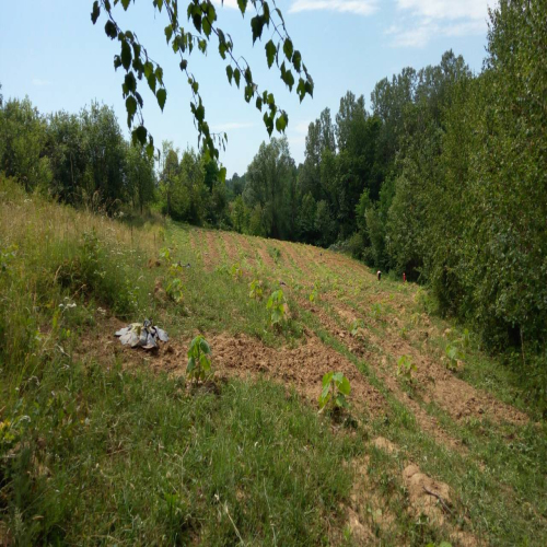 paulovnija-prodaja-02