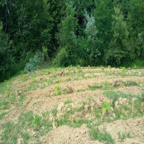 paulovnija-prodaja-04