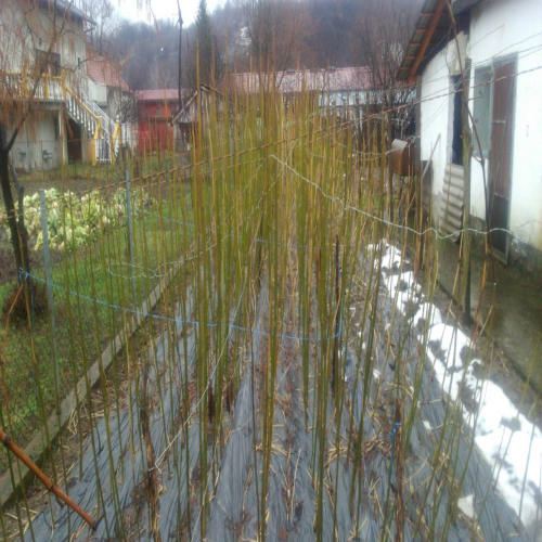 paulovnija-prodaja-06
