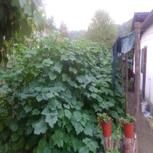 paulovnija-prodaja-07