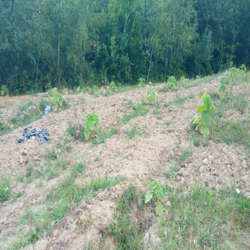paulovnija-prodaja-09
