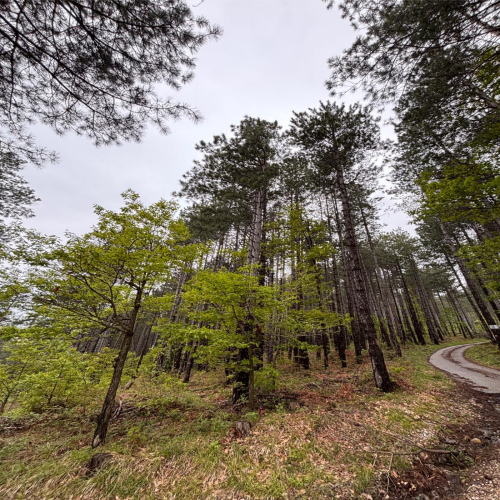 Ljiljana-Zecevic-slike-Ozrena--1