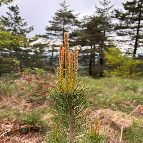 Ljiljana-Zecevic-slike-Ozrena--17