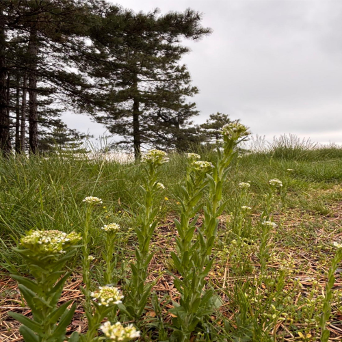 Ljiljana-Zecevic-slike-Ozrena--18