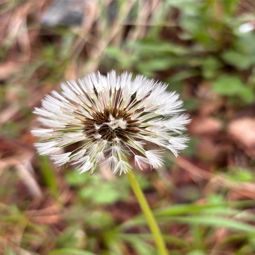 Ljiljana-Zecevic-slike-Ozrena--20