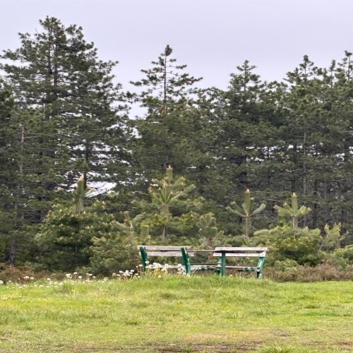 Ljiljana-Zecevic-slike-Ozrena-000