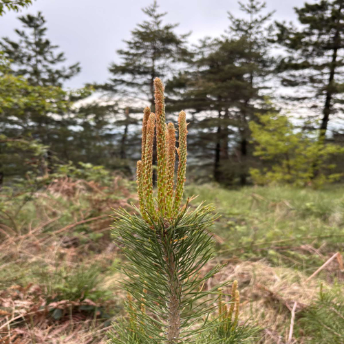 Ljiljana-Zecevic-slike-Ozrena-00010