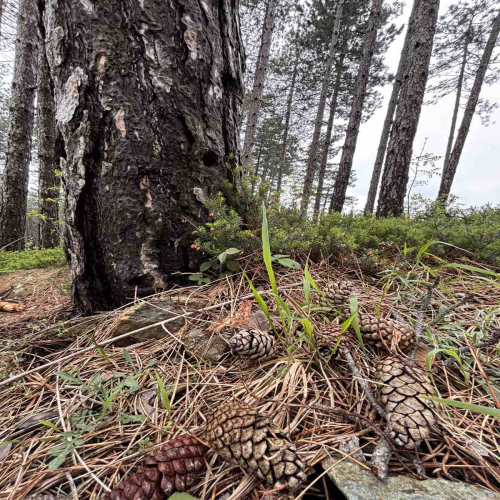 Ljiljana-Zecevic-slike-Ozrena-00011