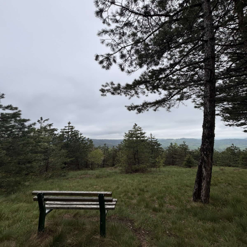 Ljiljana-Zecevic-slike-Ozrena-00012