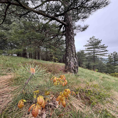 Ljiljana-Zecevic-slike-Ozrena-00014