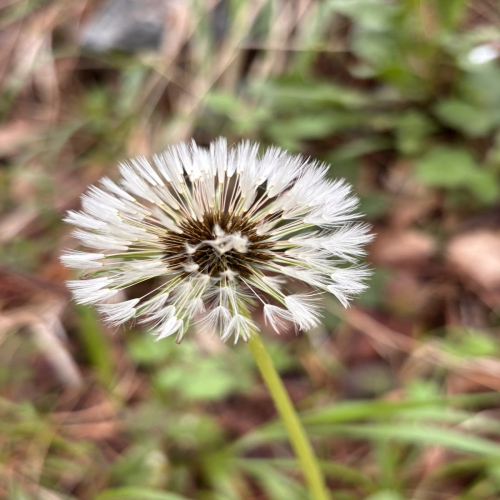 Ljiljana-Zecevic-slike-Ozrena-00015