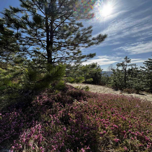 Ljiljana-Zecevic-slike-Ozrena-00016