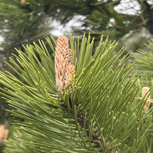 Ljiljana-Zecevic-slike-Ozrena-00017