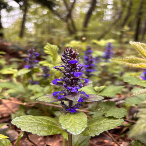 Ljiljana-Zecevic-slike-Ozrena-0002