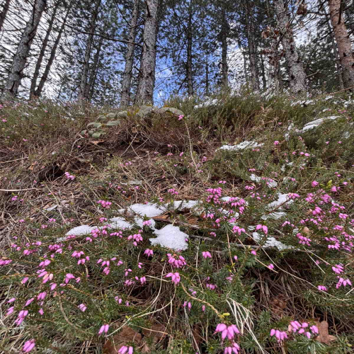 Ljiljana-Zecevic-slike-Ozrena-00023