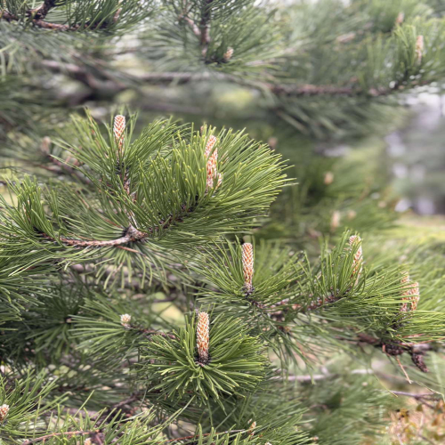 Ljiljana-Zecevic-slike-Ozrena-00024