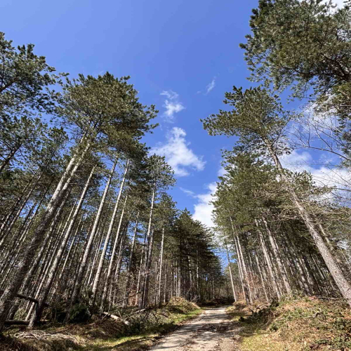 Ljiljana-Zecevic-slike-Ozrena-00025