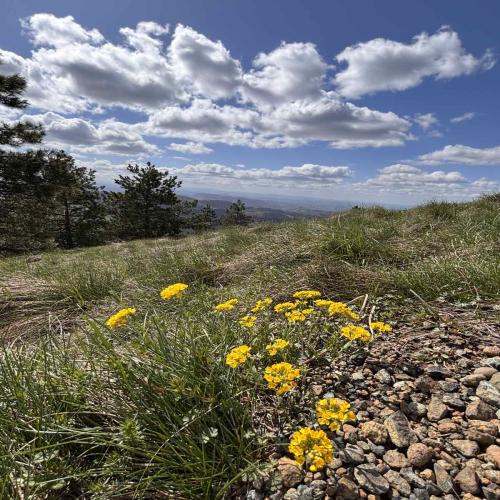 Ljiljana-Zecevic-slike-Ozrena-00028