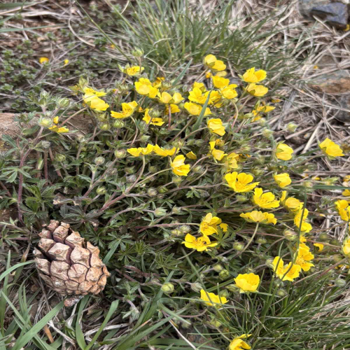 Ljiljana-Zecevic-slike-Ozrena-00029