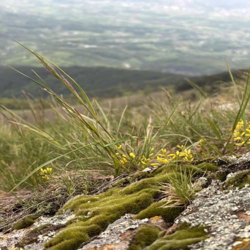 Ljiljana-Zecevic-slike-Ozrena-00030