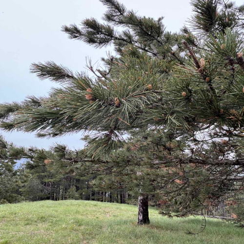 Ljiljana-Zecevic-slike-Ozrena-00031