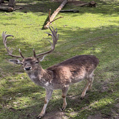 Ljiljana-Zecevic-slike-Ozrena-00032