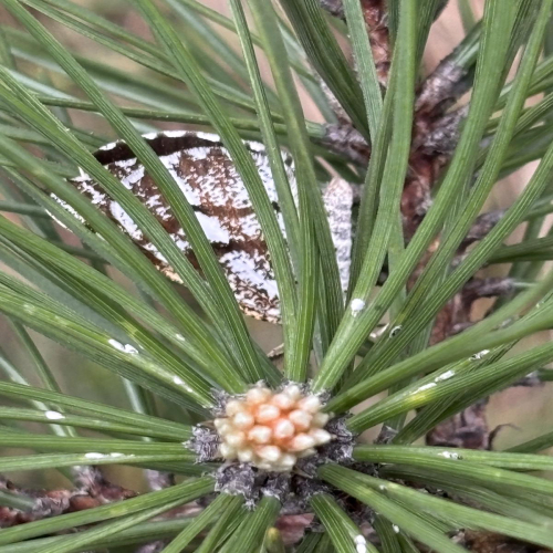 Ljiljana-Zecevic-slike-Ozrena-00035