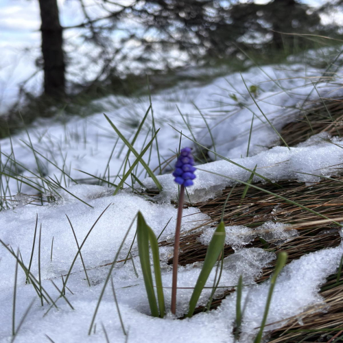 Ljiljana-Zecevic-slike-Ozrena-00037