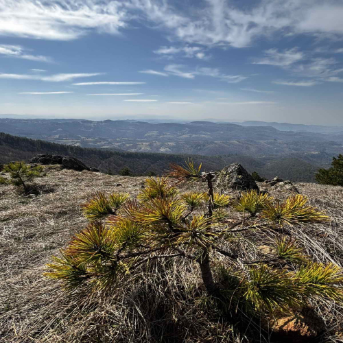 Ljiljana-Zecevic-slike-Ozrena-0004