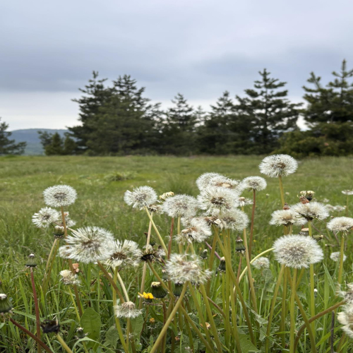 Ljiljana-Zecevic-slike-Ozrena-00040