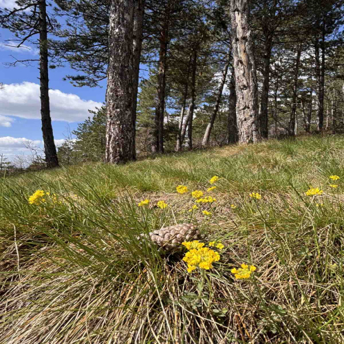 Ljiljana-Zecevic-slike-Ozrena-00041