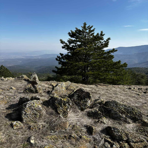 Ljiljana-Zecevic-slike-Ozrena-00042