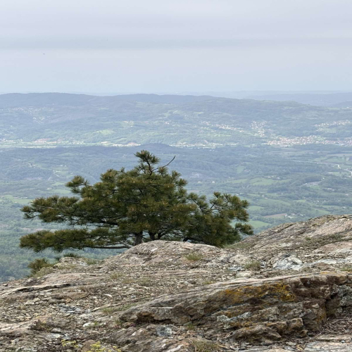 Ljiljana-Zecevic-slike-Ozrena-00043