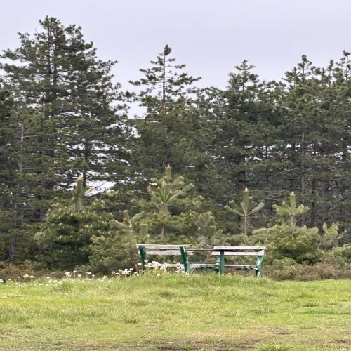 Ljiljana-Zecevic-slike-Ozrena-00045