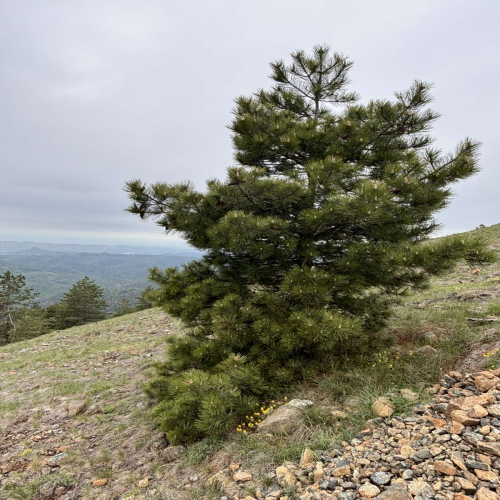 Ljiljana-Zecevic-slike-Ozrena-00046