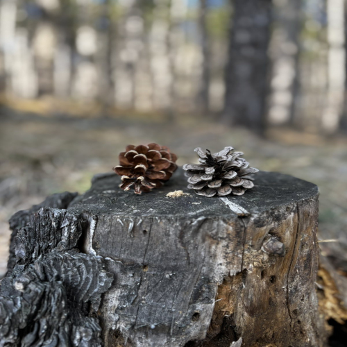 Ljiljana-Zecevic-slike-Ozrena-00047