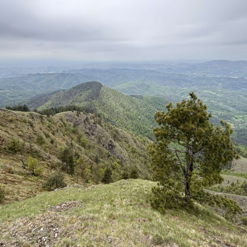 Ljiljana-Zecevic-slike-Ozrena-00048