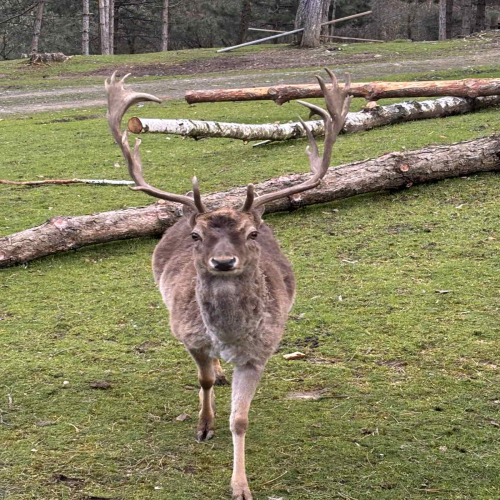 Ljiljana-Zecevic-slike-Ozrena-00049