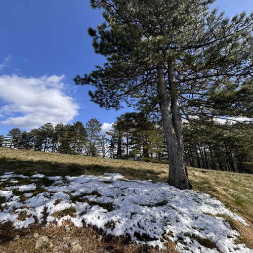 Ljiljana-Zecevic-slike-Ozrena-0005