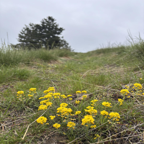 Ljiljana-Zecevic-slike-Ozrena-00051