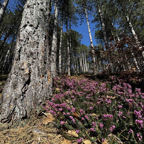 Ljiljana-Zecevic-slike-Ozrena-00052