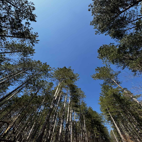 Ljiljana-Zecevic-slike-Ozrena-00053