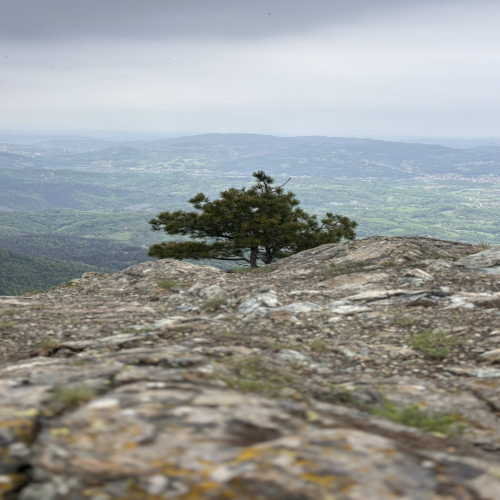 Ljiljana-Zecevic-slike-Ozrena-0006