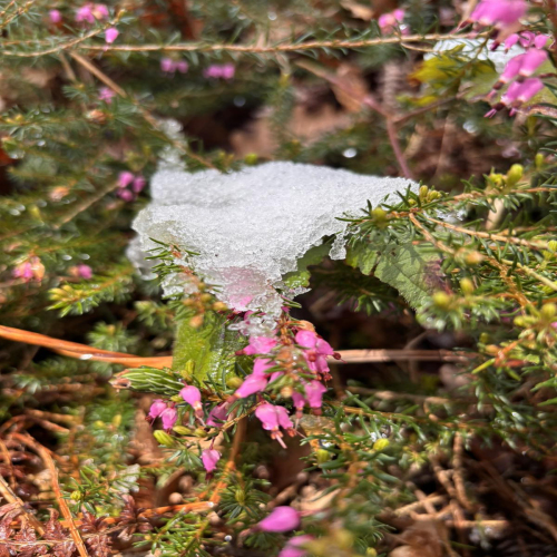 Ljiljana-Zecevic-slike-Ozrena-0007