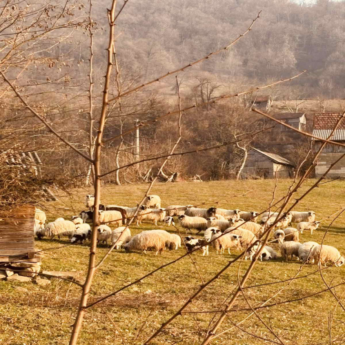 Ljiljana-Zecevic-slike-Ozrena-06