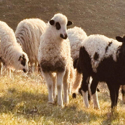 Ljiljana-Zecevic-slike-Ozrena-09