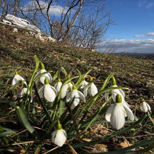 Ljiljana-Zecevic-slike-Ozrena-11