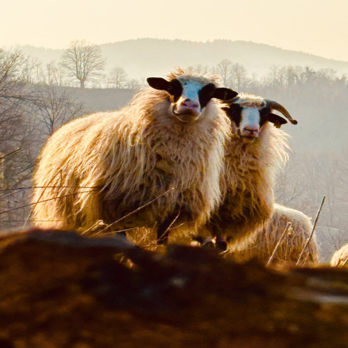 Ljiljana-Zecevic-slike-Ozrena-12