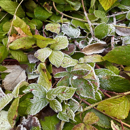 Ljiljana-Zecevic-slike-Ozrena-14